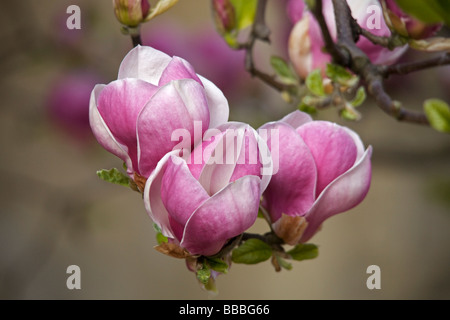 Magnolia × Soulangeana (Untertasse Magnolie) an der Universität Kirche St. Mary die Jungfrau, Oxford, England Stockfoto