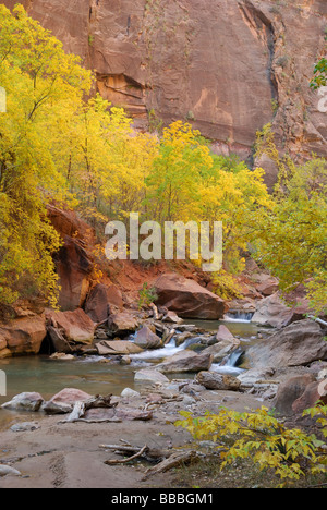 Farben des Herbstes Laub gegen die Felswand und entlang des Virgin River im Zion Canyon National Park, Utah Stockfoto