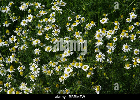 Zeitungsjournalistin Kamille 09 Stockfoto