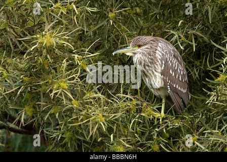 Schwarz gekrönt Nachtreiher unreifen Nycticorax Nycticorax San Diego County Kalifornien USA Stockfoto