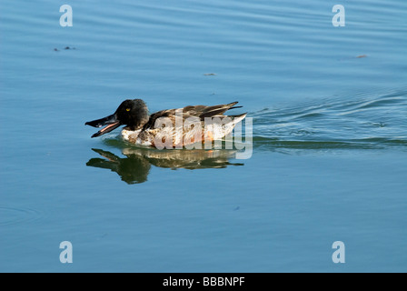 Nördlichen Löffelente Anas Clypeata männlichen Bolsa Chica ökologische Reserve Kalifornien USA Stockfoto