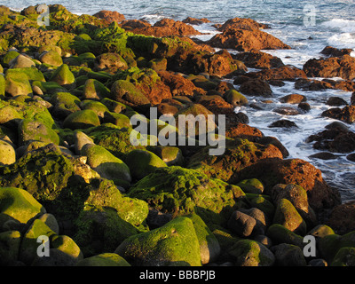 Algen bedeckten Steinen im Meer, La Palma, Kanarische Inseln, Spanien Stockfoto