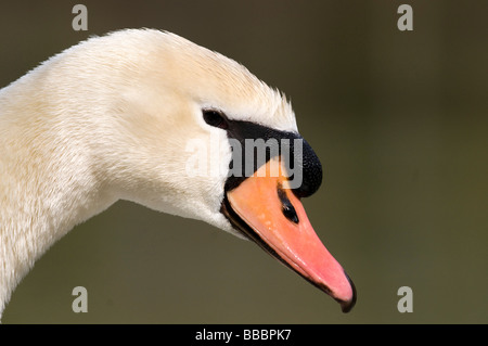 Höckerschwan (Cygnus Olor), portrait Stockfoto