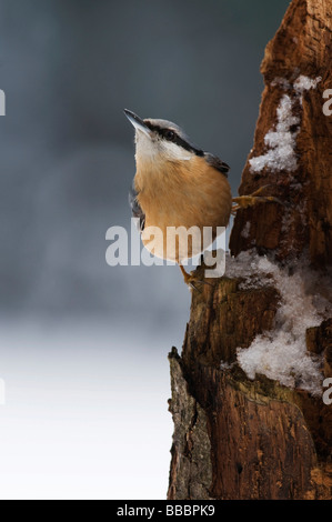 Eurasische Kleiber (Sitta Europaea), Erwachsene auf Baumstumpf Stockfoto