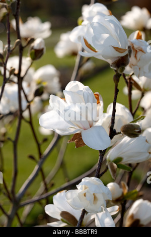 "Merrill" (Magnolia X leobneri) Stockfoto