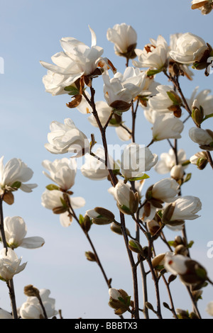 "Merrill" (Magnolia X leobneri) Stockfoto