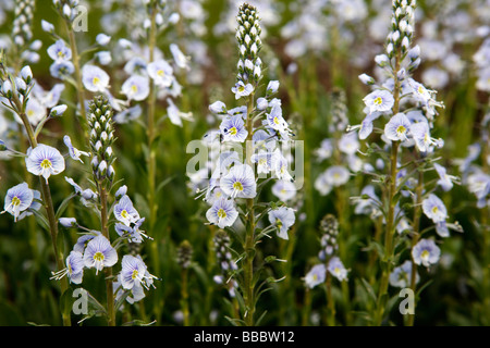 Enzian-Ehrenpreis (Veronica Gentianoides) Stockfoto