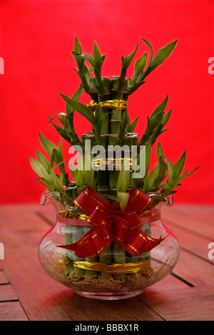Stillleben mit Bambuspflanze, symbolisch für Glück Stockfoto