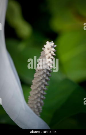 Spathiphyllum Cochlearispathum bekannt als Spath oder Frieden Lilien wachsen auf Hong Kong. Stockfoto