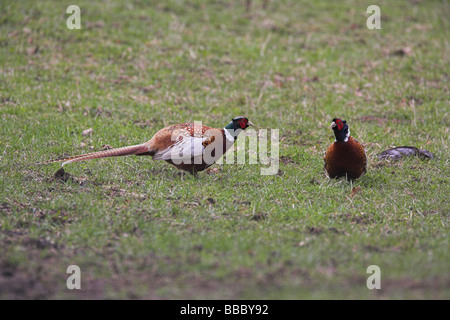 Zwei (häufig) Fasan Phasianus Colchicus Männer konfrontiert einander auf dem Rothiemurchus, Schottland im April. Stockfoto