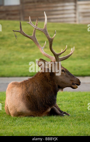 Männliche Elche ruht auf dem grünen Rasen Stockfoto