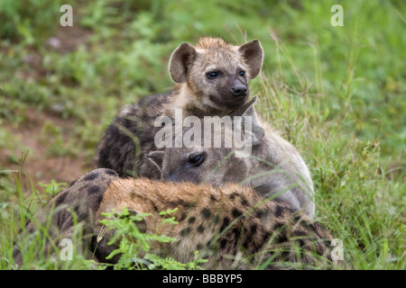 Gefleckte Hyänen (Crocuta Crocuta) Mutter mit den zwei jungen in Grünland Kruger Nationalpark in Südafrika Stockfoto