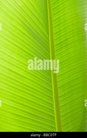grünen Palmwedel hautnah Stockfoto