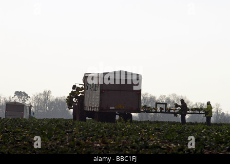 Wanderarbeitnehmer Ernte Kohl auf einer Farm in Suffolk, UK. Stockfoto