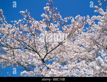 Kirschblüten und blauer Himmel Stockfoto