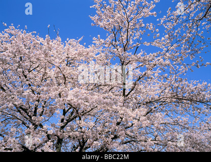 Kirschblüten und blauer Himmel Stockfoto