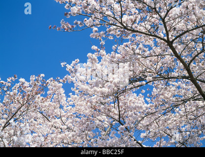 Kirschblüten und blauer Himmel Stockfoto