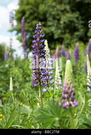 Lupinen wachsen auf einem Grünstreifen in England Stockfoto