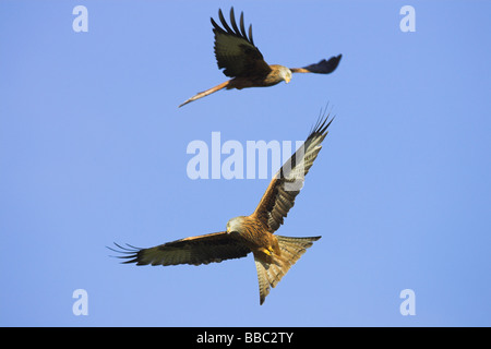 Zwei rote Drachen Milvus Milvus soaring gegen blauen Himmel an Llanddeusant, Brecon Beacons, Wales im Januar. Stockfoto