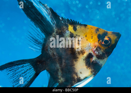 Porträt von einem drei farbige Longfin Engel Fische Scalare Pterophyllum Scalare blauen Hintergrund orange Schwarz Silber Weißfisch brig Stockfoto