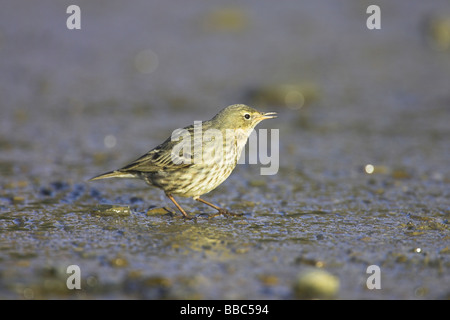 Rock-Pieper Anthus Petrosus Nahrungssuche in schlammigen Hafen von Aberystwyth im Januar. Stockfoto