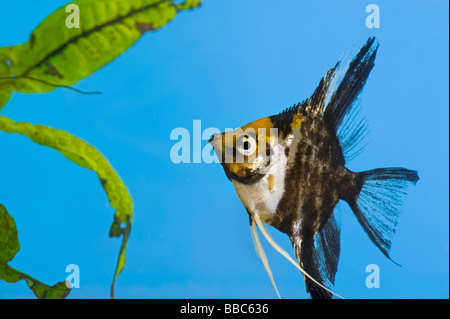 Porträt von einem drei farbige Longfin Engel Fische Scalare Pterophyllum Scalare blauen Hintergrund orange Schwarz Silber Weißfisch brig Stockfoto