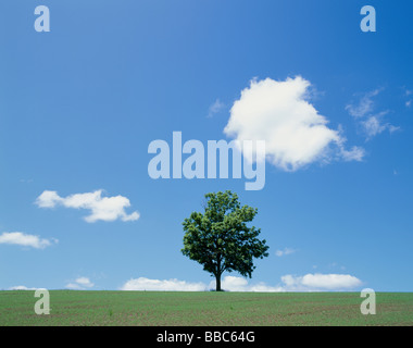 Einzigen Baum in grünen Wiese Stockfoto