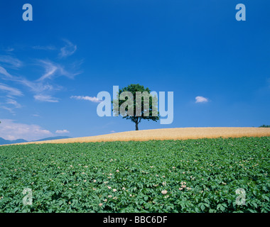 Einzigen Baum im Weizenfeld Stockfoto