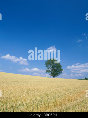 Einzigen Baum im Weizenfeld Stockfoto