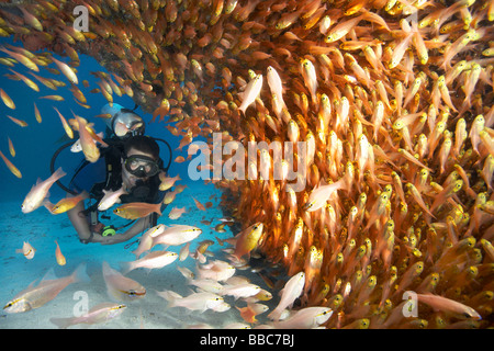 Männlichen Taucher im Schwarm von Glasfischen Stockfoto