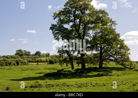 verstauen auf dem Gloucestershire Schafe würden Stockfoto