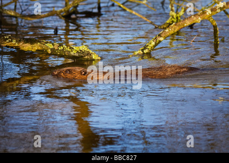 Europäischer Biber Schwimmen im Teich, Stockfoto