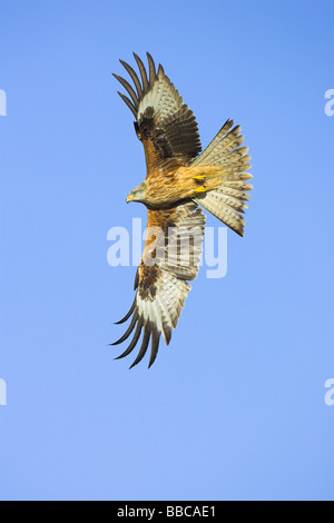 Rote Drachen Milvus Milvus im Flug gegen blauen Himmel an Llanddeusant, Brecon Beacons, Wales im Januar. Stockfoto