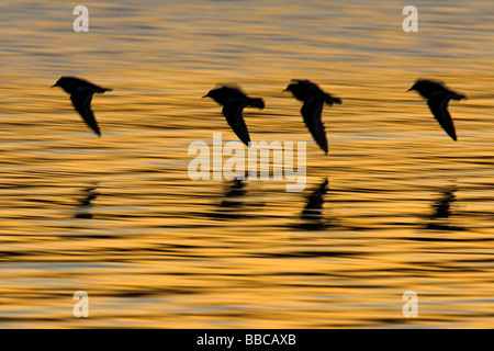 (Rot) Steinwälzer Arenaria Interpres Gruppe orange Wasser bei Red Wharf Bay, Anglesey, Wales im Januar bei Sonnenuntergang überfliegen. Stockfoto