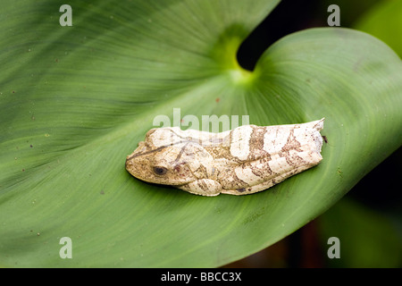 Baum-Frosch auf Blatt - Yasuni Nationalpark, Provinz Napo, Ecuador Stockfoto