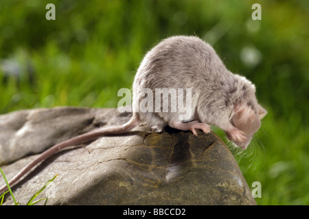 Hausmaus (Mus Musculus) auf einem Felsen sitzend und rieb seine Ohren mit seinen Vorderpfoten Stockfoto