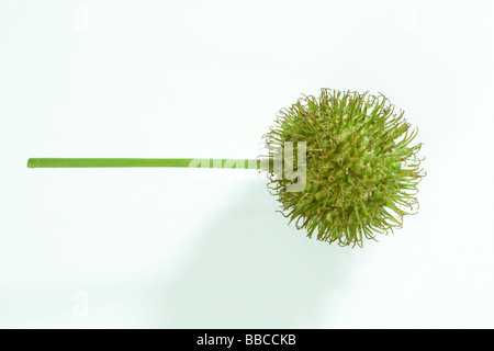 Ahornblättrige Platane (Platanus Acerifolia), Obst, Studio Bild Stockfoto