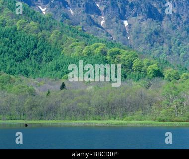 Wald und Teich Stockfoto