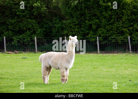 Ein Alpaka, Lama Pacos, stehend im Fahrerlager. Stockfoto