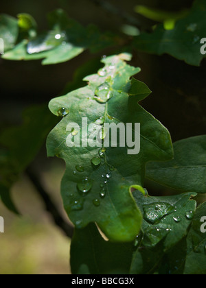 Nahaufnahme von Tautropfen auf Eichenlaub Stockfoto