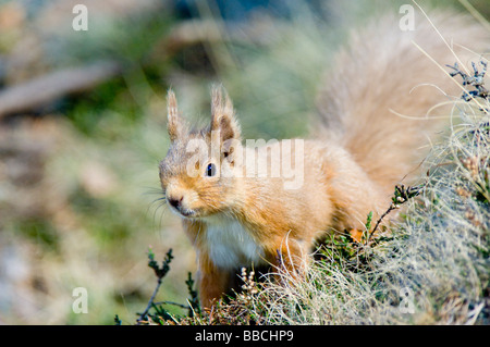 Eichhörnchen Sciurus Vulgaris, im Erdgeschoss, in einem Wald in den Cairngorms, Schottisches Hochland. Stockfoto