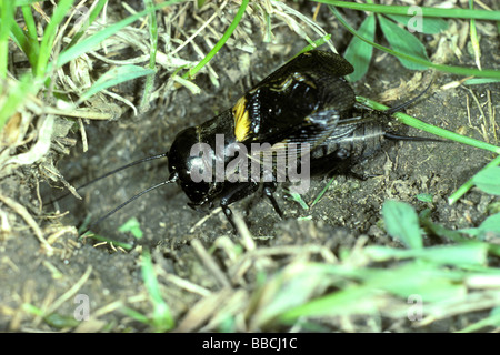 Field Cricket (Gryllus Campestris), männliche am Eingang zum unterirdischen Fuchsbau Stockfoto