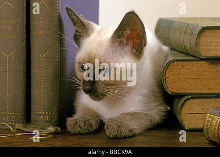 Hauskatze, siamesische Katze (Felis Catus, Felis Silvestris), Kätzchen unter Bücher Stockfoto