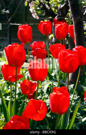 TULIPA APELDOORN. ROTE TULPEN Stockfoto