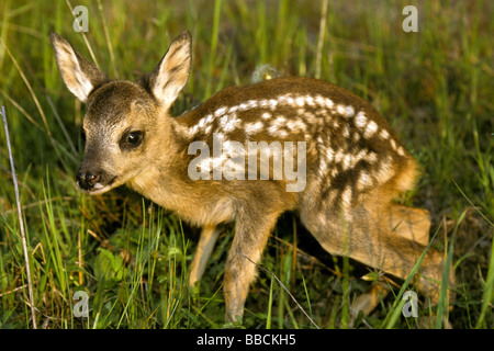 Europäische Rehe (Capreolus Capreolus). Rehkitz stehend in Rasen Stockfoto