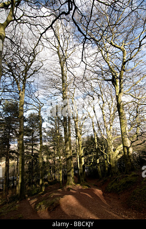 Bäume auf dem Clent Hügel Adams Hügel in worcestershire Stockfoto