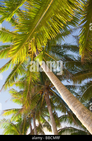 Coco Palms - Cocos Nucifera, Rarotonga, Cook-Inseln, Polynesien Stockfoto