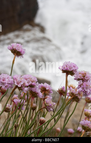 Sparsamkeit aka Sea Pink Blumen wachsen auf den Klippen oberhalb der brechenden Wellen. Dorset, UK. Stockfoto