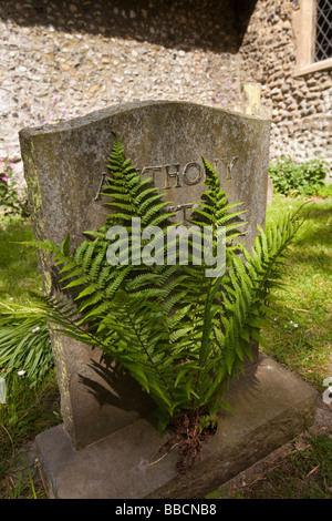 UK England Norfolk Horsey All Saints Parish Kirche Farn wächst auf Grabstein Stockfoto