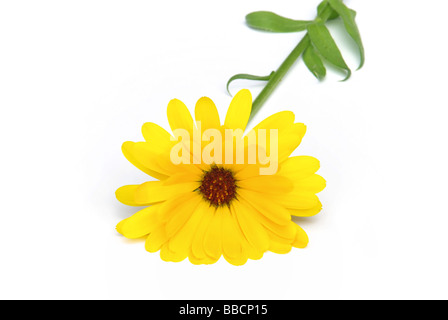 Ringelblume Calendula 04 Stockfoto